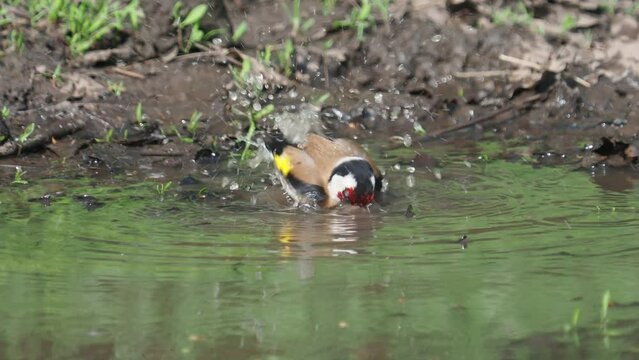 The European goldfinch bird taking a bath in a natural pond, Carduelis carduelis