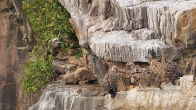 Flock of Himalayan vulture or Gyps himalayensis or Himalayan griffon vulture preening wings at nesting site perched edge of cliff winter season safari panna national park forest madhya pradesh india