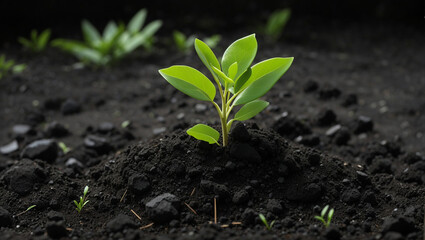 A small plant is being planted in the soil with a small shovel
