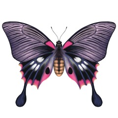 butterfly isolated on white