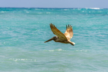 Pelican flying in the sunny sky of the Dominican Republic in Punta Cana