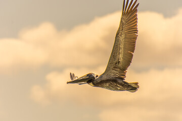 Pelican flying in the sunny sky of the Dominican Republic in Punta Cana - obrazy, fototapety, plakaty
