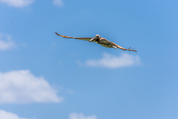 Pelican flying in the sunny sky of the Dominican Republic in Punta Cana