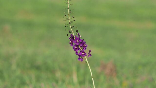 Flower of purple mullein or temptress purple, Verbascum phoeniceum