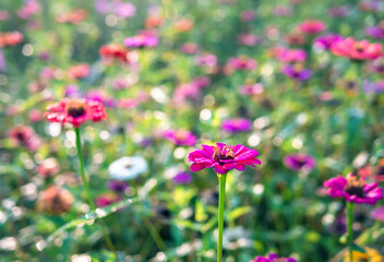 Beautiful purple gerbera flowers at cosmos field in moring sunlight. amazing of gerbera flower field landscape. nature gerbera flower  background.