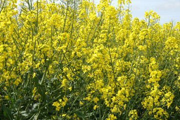 Champ de colza en fleurs dans la campagne