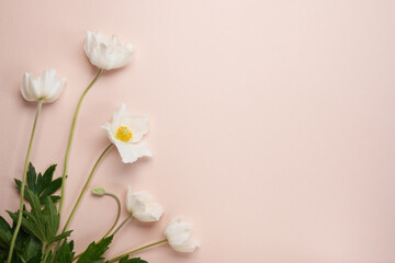 Fototapeta na wymiar Flat lay spring abstract flowers background of Anemone sylvestris (snowdrop anemone) with hard shadow on soft pink background. Top view. Copy space.