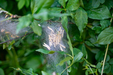 Web moth caterpillars in a web - 786217001