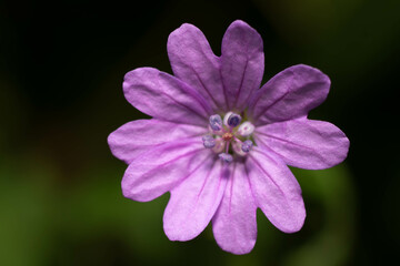 Close-up of a blooming pink wildflower on a branch