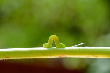 Green caterpillar on a plant stem - 786217462