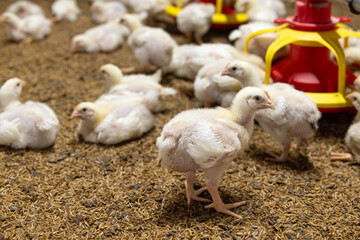 Poultry meat farming ,Chickens in close farm, temperature and light control. - 786217603