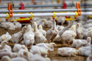 Chickens are drinking water in close farm, temperature and light control , Thailand. - 786217615