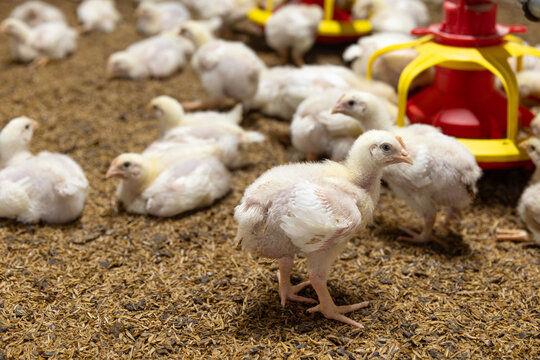 Poultry meat farming ,Chickens in close farm, temperature and light control.