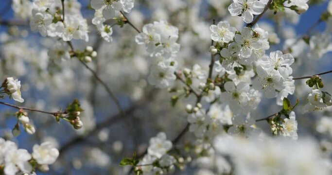 White flowers of blooming cherry tree on branches. In the spring, the fruit trees in the garden bloomed. Beautiful white flower on the background of the blue sky.