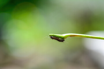 A caterpillar on a plant stem - 786217837