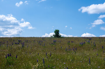 Meadow with many purple lupine flowers and a tree - 786218267