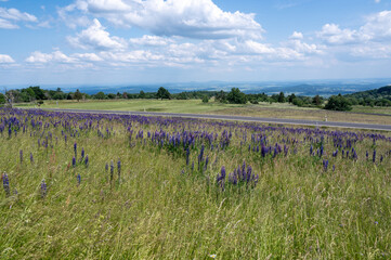Landscape, street and meadow with lupins in the high Rhoen - 786218275