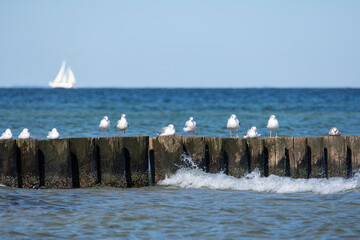 Many seagulls sit on wooden breakwaters on a Baltic Sea coast, a sailing ship in the background - 786218618