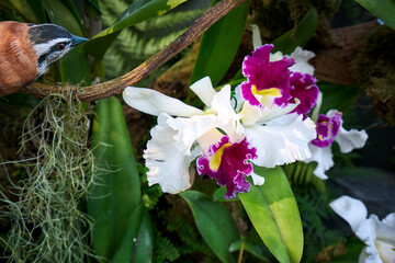 Little bird and the beautiful orchid