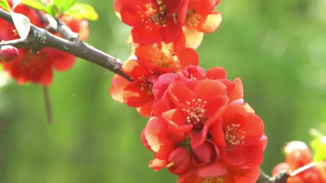 Red spring flower. Japanese quince Chaenomeles. Bud on a bush branch. Green leaves in the garden. Nature plant bloom
