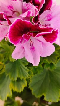 close-up of geranium flower with pink tones. vertical photograph.