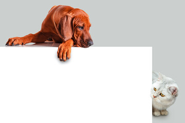 Funny Rhodesian Ridgeback puppy and British silver cat looking at a white blank poster.