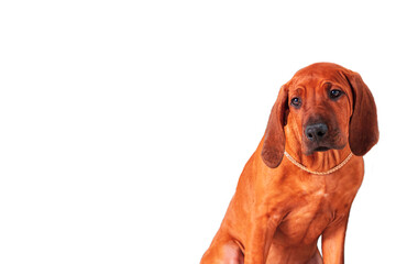 Funny Rhodesian Ridgeback puppy. Isolated on white, copy space. - 786219420