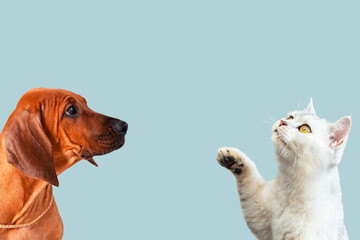 Funny Rhodesian Ridgeback puppy and British silver cat looking up.