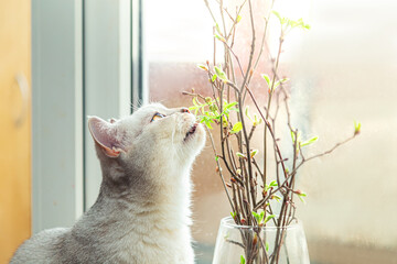 British white cat eats branches with leaves on the windowsill. - 786219481