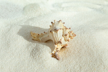 Seashell on white fine sand close-up. - 786219490