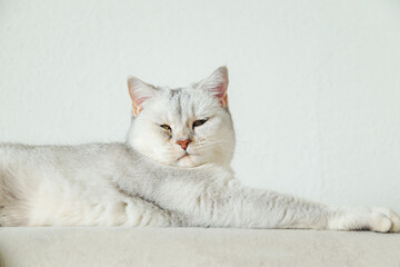 British shorthair silver cat lies on the sofa.