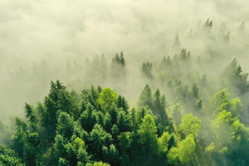Aerial view of beautiful landscape with misty forest on autumn day
