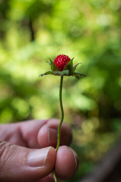 Selective focus on wild strawberry on fingers of man's hand with bokeh background