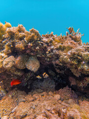 A bright orange salt water Cardinalfish under a colorful reef. Underwater scene. - 786221421