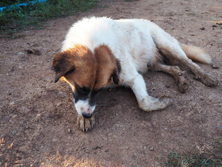 An indigenous breed of dog with white fur on its body and brown fur on its head was licking to clean its legs from wading in the mud. The dog's four feet are dirty because of mischief. Short-haired 
