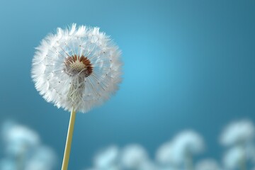 A macro dandelion with blue background. This is an expression of freedom to wish