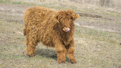 Cute little furry Scottish highland calf - obrazy, fototapety, plakaty