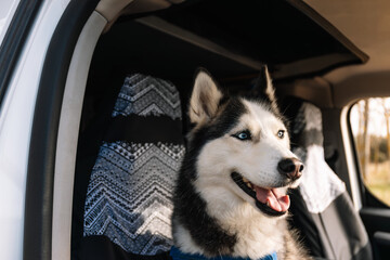 Horizontal photo black and white Husky with blue eyes enjoying a sunny car ride. Lifestyle