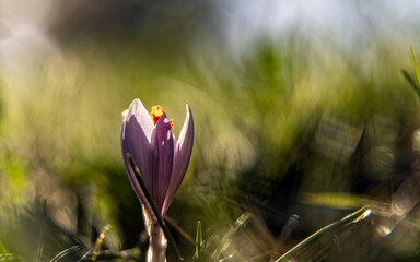 Crocus purple flower in the woods. Strong bokeh and the sunlight create strange forms in the background. - 786222021