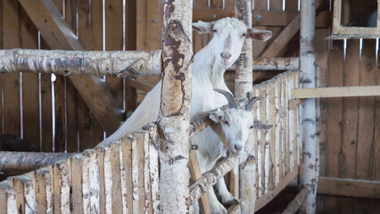 Goats lurking through the wooden fence at the farm