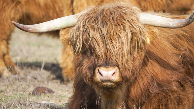 Close-up portrait of Scottish highland bull ruminating