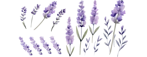 Tuinposter Set of purple lavender flowers watercolor isolated on white background. Vector illustration © Jo