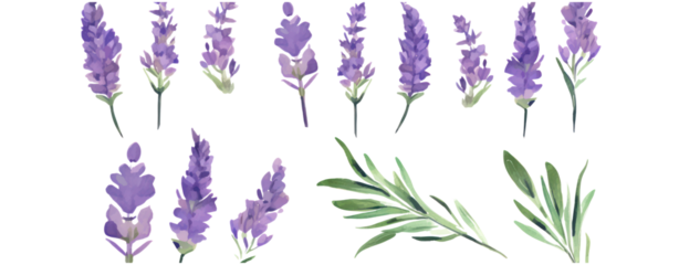 Set of purple lavender flowers watercolor isolated on white background. Vector illustration