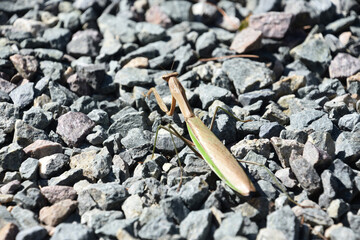 Long Wings on a Preying Mantis Insect