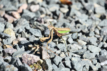 Large Preying Mantis Bug on Grey Stones
