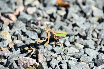 Lovely Look at a Grasshopper on Stones