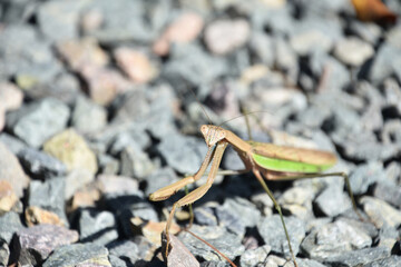 Looking into the Face of a Grasshopper