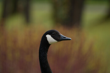 Canada goose head closeup