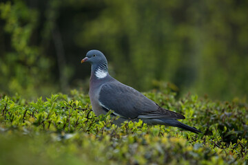 Wood pigeon on the bush