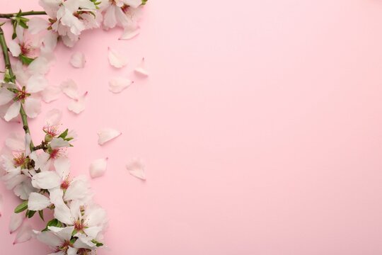 Spring branch with beautiful blossoms, petals and leaves on pink background, top view. Space for text